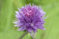 Allium schoenoprasum